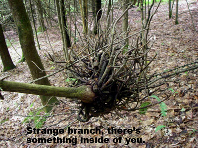 odd shaped tree branch