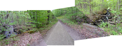 trail in woods